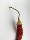 Long wrinkled red hot pepper lying on a white background.