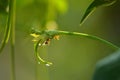 Long yard bean plant and the blurred green background Royalty Free Stock Photo