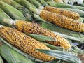 Long yellow ears of fire-roasted corn, with baked grains and green leaves Royalty Free Stock Photo