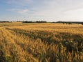 Long  yellow filds of barley before harvest, Czech Republic Royalty Free Stock Photo