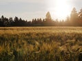 Long  yellow filds of barley before harvest Royalty Free Stock Photo