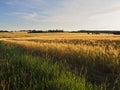 Long  yellow filds of barley before harvest Royalty Free Stock Photo