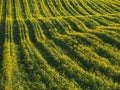 Long yellow filds of olseed rape before harvest Royalty Free Stock Photo