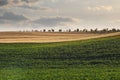 Long yellow filds of olseed rape before harvest Royalty Free Stock Photo