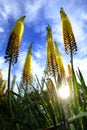 Long Yellow Flowers with Bees Buzzing Blue Sky