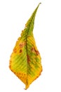Long yellow-green autumn leaf, upright, on white background Royalty Free Stock Photo