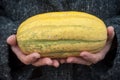 Long yellow pumpkin in hand of woman Royalty Free Stock Photo