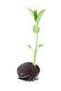 Long young othalanga sprout seed and leaf Royalty Free Stock Photo
