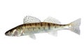 Long zander