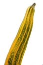 Long zucchini