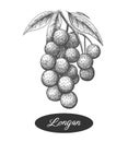 Longan branch etching