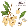 Longan colorful vector set. Hand drawn tropical vietnamese fruit illustration.