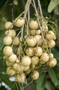Longan (Dimocarpus longan). Royalty Free Stock Photo
