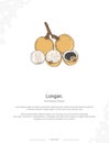 Longan - Dimocarpus longan illustration wall decor ideas