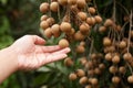 Longan or Dragon eye fruit on tree Royalty Free Stock Photo