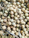 Longan; euphoria longan Royalty Free Stock Photo