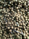 Longan; euphoria longan Royalty Free Stock Photo