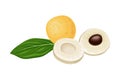 Longan Exotic Circular Fruit with Thin Leathery Peel and Translucent Flesh Vector Illustration