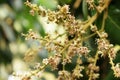 Longan flower in thailand Royalty Free Stock Photo