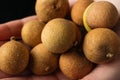 Longan, fresh longan on palms. Royalty Free Stock Photo