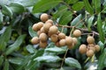 Longan fruit Royalty Free Stock Photo