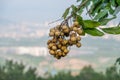 The longan fruit on the branches depresses the branches Royalty Free Stock Photo