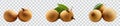 Longan Fruit Illustration, Fresh Tropical Food Royalty Free Stock Photo