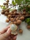 Longan Fruit from Indonesia Kelengkeng buah Royalty Free Stock Photo