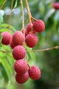 Lychee The lychee fruit with white back ground Royalty Free Stock Photo