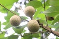 Longan fruit on tree in farm for harvest Royalty Free Stock Photo