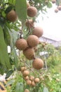 Longan fruit on tree in farm for harvest Royalty Free Stock Photo