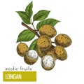 Longan, fruits wuth leaves.