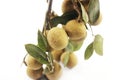 Longan isolated Royalty Free Stock Photo
