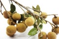 Longan isolated Royalty Free Stock Photo