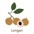 Longan fruit. Vector Illustration EPS