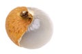 Longan Macro Royalty Free Stock Photo