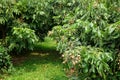 Longan orchards - Tropical fruits young longan in Thailand farm Royalty Free Stock Photo