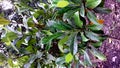 Longan plant, stems are branching, small leaves, ordinary-green color