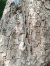 Longan tree bark Royalty Free Stock Photo