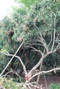 Longan tree and fruit Royalty Free Stock Photo
