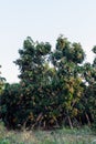 Longan trees Royalty Free Stock Photo