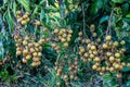 Longan trees Royalty Free Stock Photo