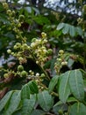 longan trees that have begun to bear fruit