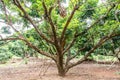 The longan trees in orchard Royalty Free Stock Photo