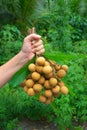 longan tropical fruit Royalty Free Stock Photo