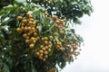 Longan tropical fruit on tree Royalty Free Stock Photo