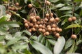 Full longan tropical fruit on tree in harvest seasonLongan tropical fruit on tree ready to harvest