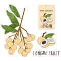 Longan vector colorful set. Hand drawn tropical vietnamese fruit illustration. Branch, composition and label.