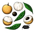 Longan vector drawing set. Hand drawn tropical fruit illustration. Artistic summer fruit