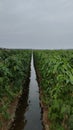 Longbeans field farmer